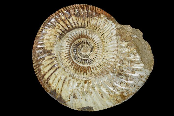 Jurassic Ammonite (Perisphinctes) Fossil - Madagascar #165998